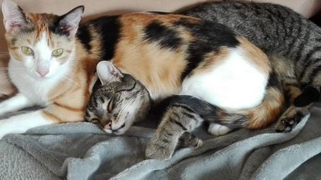 Kater Rocky und Katze Vera